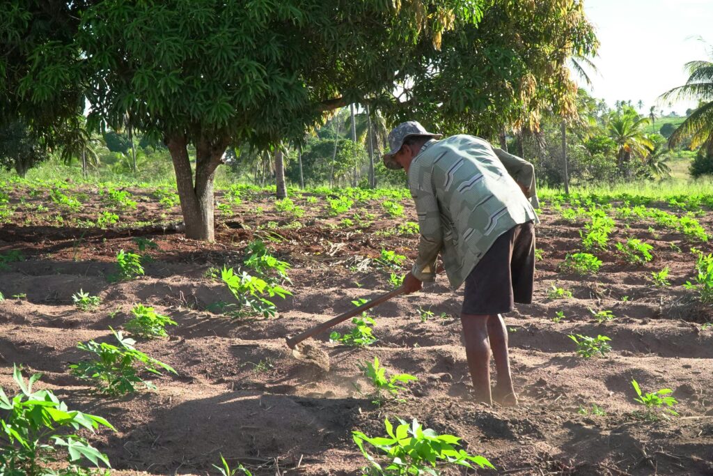 Farmer working in a field in Glória do Goitá, Brazil, surrounded by lush greenery and young crops.