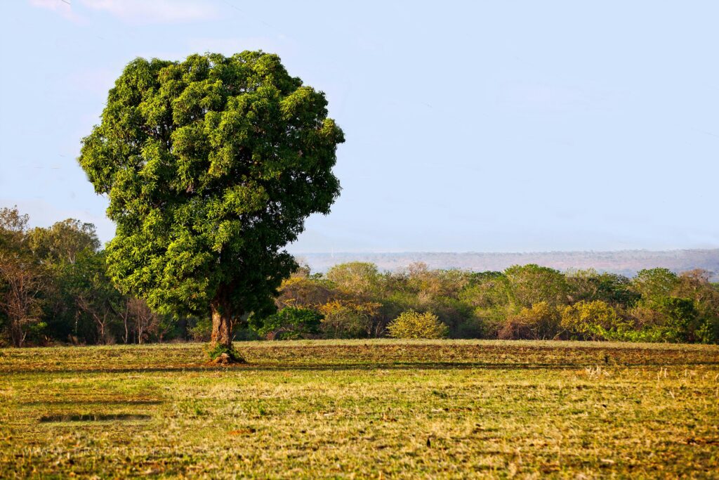 Lone tree in a peaceful countryside landscape near Managua, Nicaragua, showcasing nature's tranquility.
