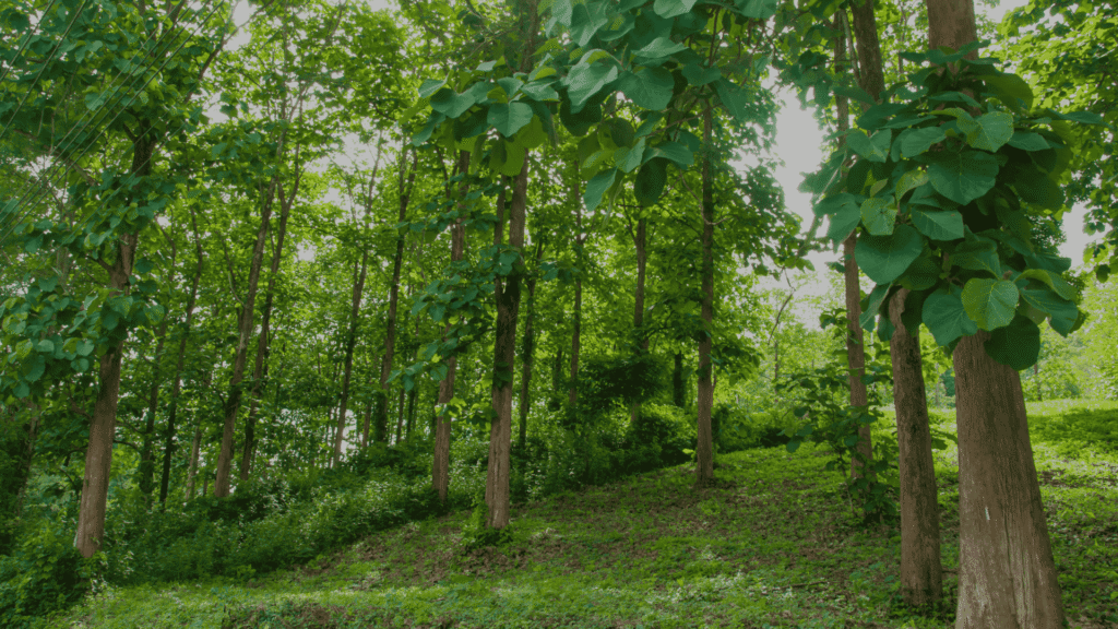 Illustration of river, forest and greenery representing nature conservation efforts